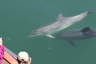 Dolphinwatch Carrigaholt